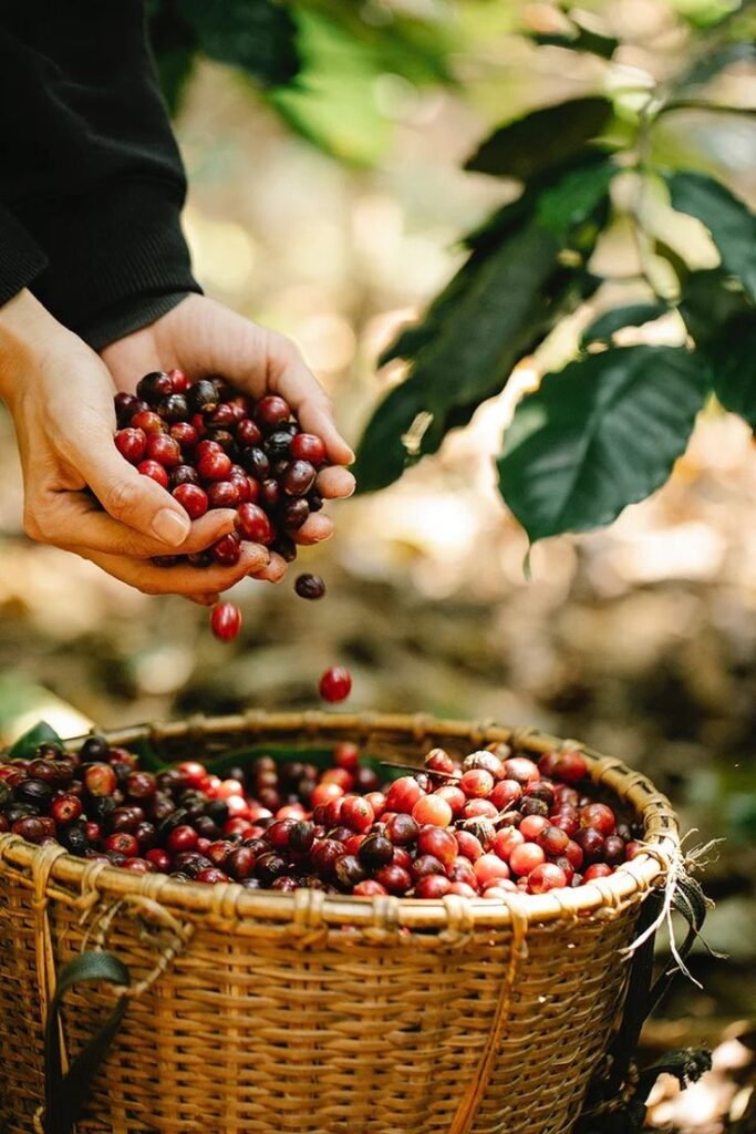 Coffee Bean Journey